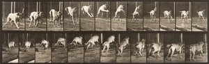 Locomotion animale, planche 712 - Eadweard Muybridge